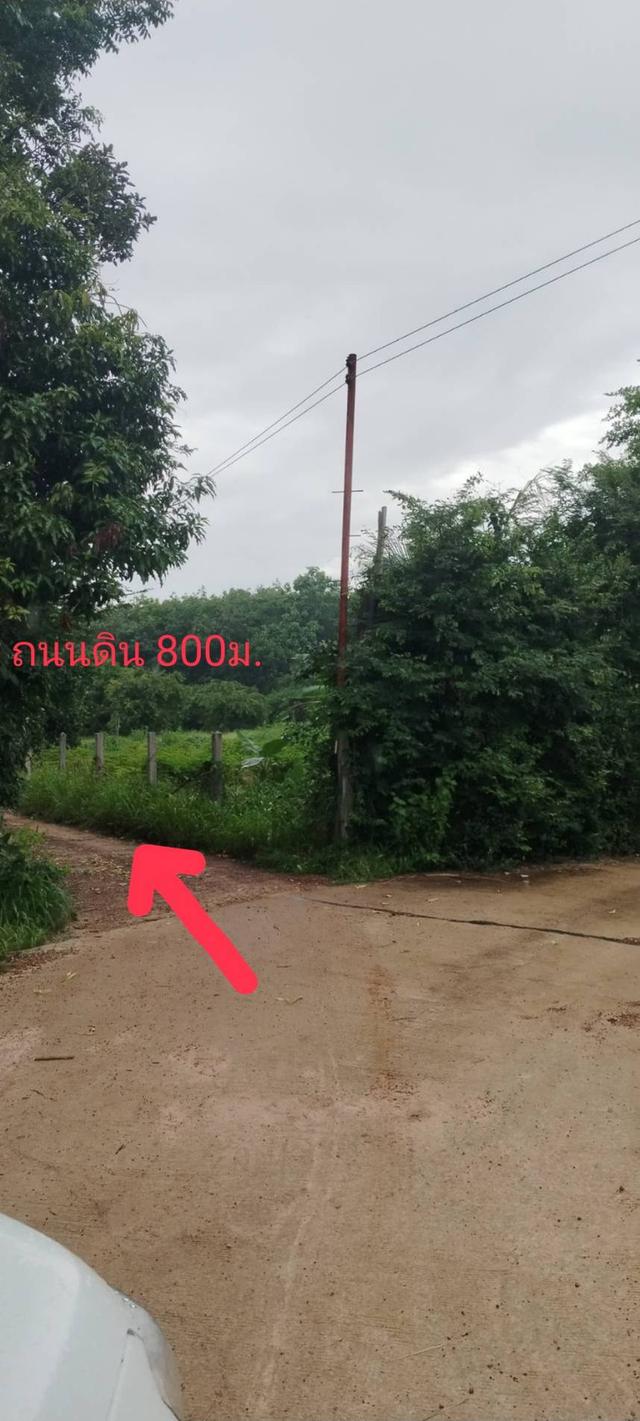 ที่ดินเปล่า (ปลูกต้นยูคาลิปตัส) 60 ไร่ 2 งาน 301 ตร.วา 8