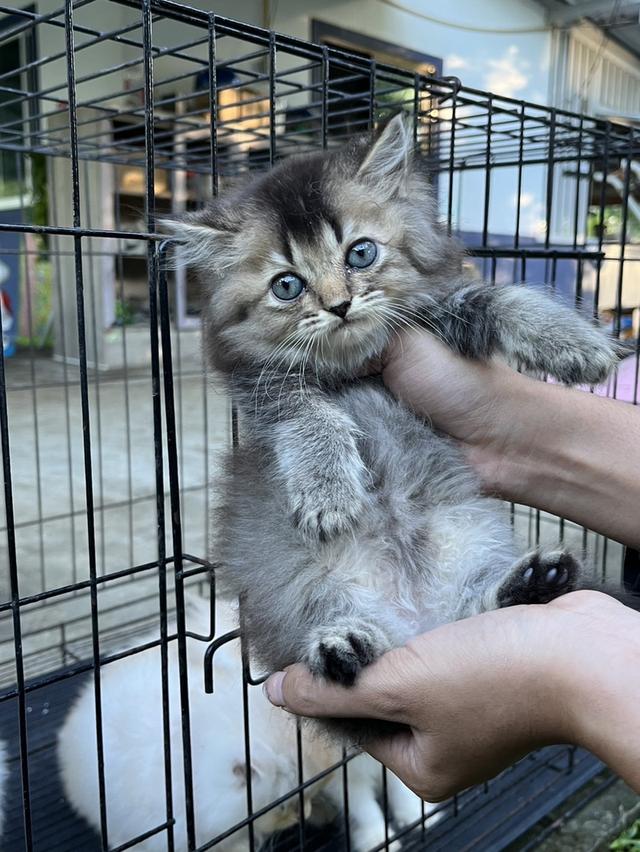 แมวเปอร์เซีย เพชรบุรี 4
