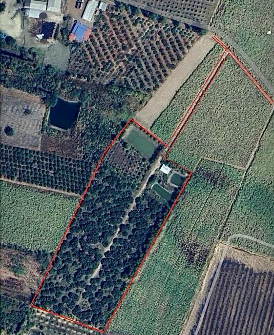 ขายที่สวนลำไย ราคาถูก-สามารถซื้อไปขายต่อหรือปล่อยเช่าได้ 1