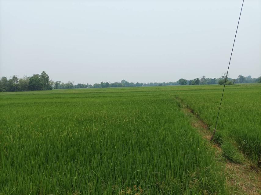 ขายที่ดิน ราคา8,000บาท/ตร.ว. ต.สง่าบ้าน อ.ดอยสะเก็ด จ.เชียงใหม่ 17