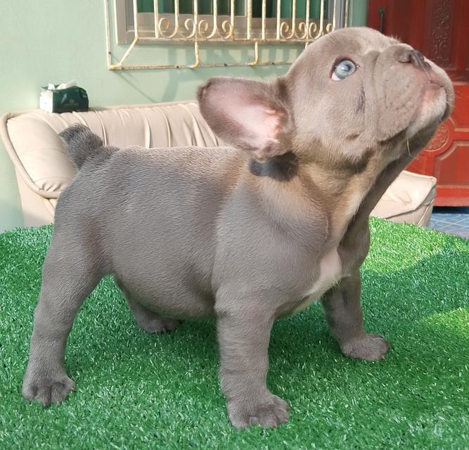 ลูกสุนัขเฟรนช์บูลด็อก
