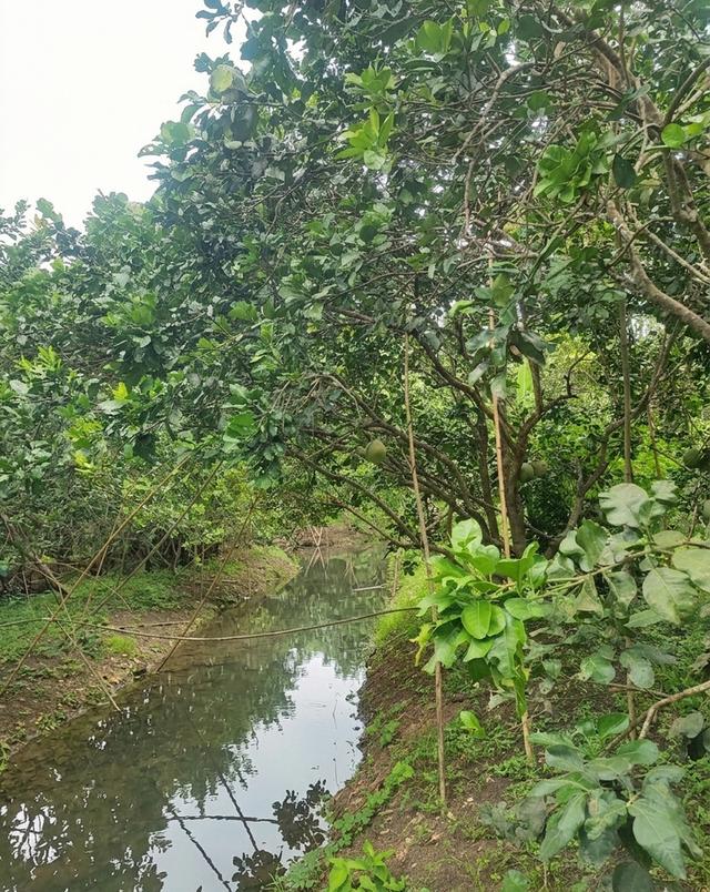 ขายที่ดินสวนส้มโอ 3ไร่ 1งาน อำเภอบางคนที จังหวัดสมุทรสงคราม ที่สวย หน้ากว้างติดถนน 3