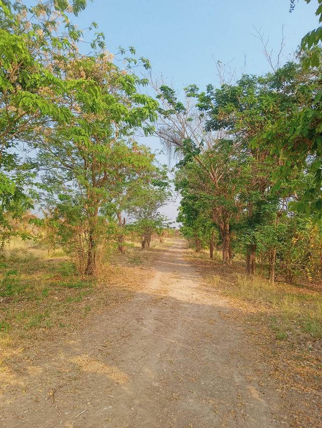 ที่ดินทำการเกษตร จำนวน 127 ไร่ 8