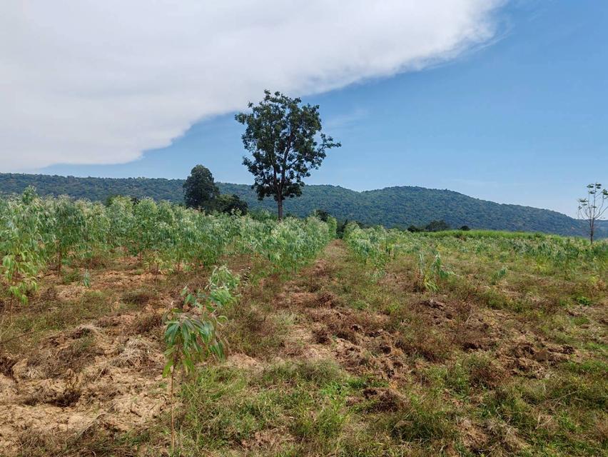 ที่ดินเปล่า จ.ลพบุรี อ.ลำสนธิ 10