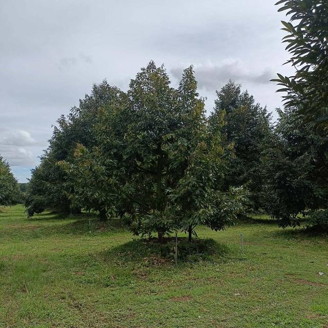 📣ขายสวนทุเรียน100ไร่ เขาไร่ยาอำเภอเมืองจันทบุรี 10