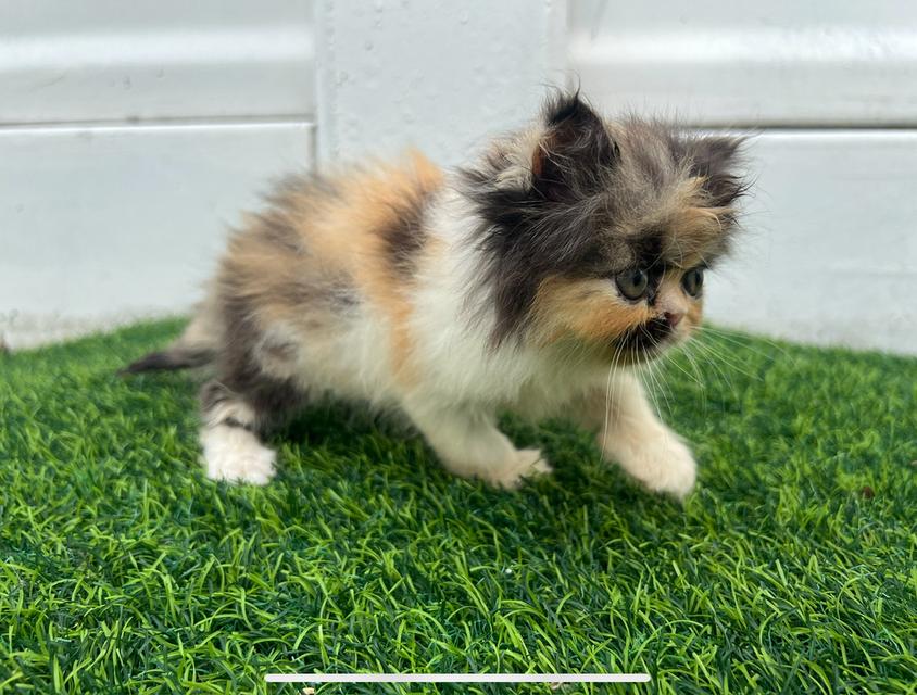 แมวเปอร์เซียแท้ 3