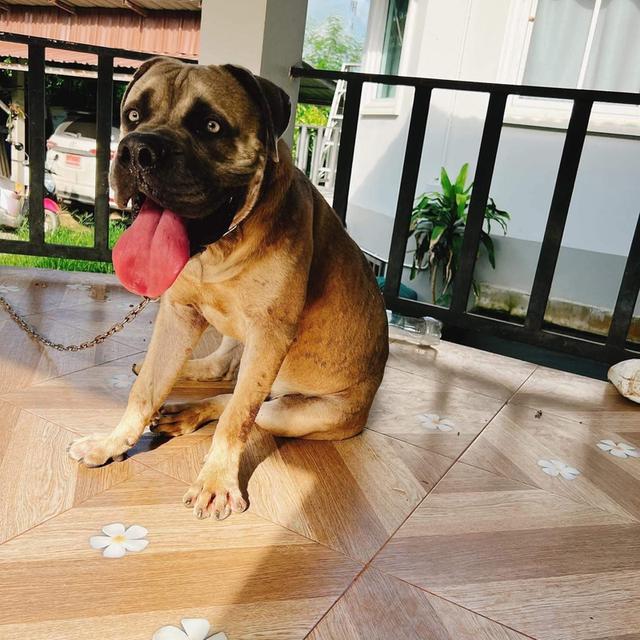 พ่อพันธุ์ Bullmastiff 2