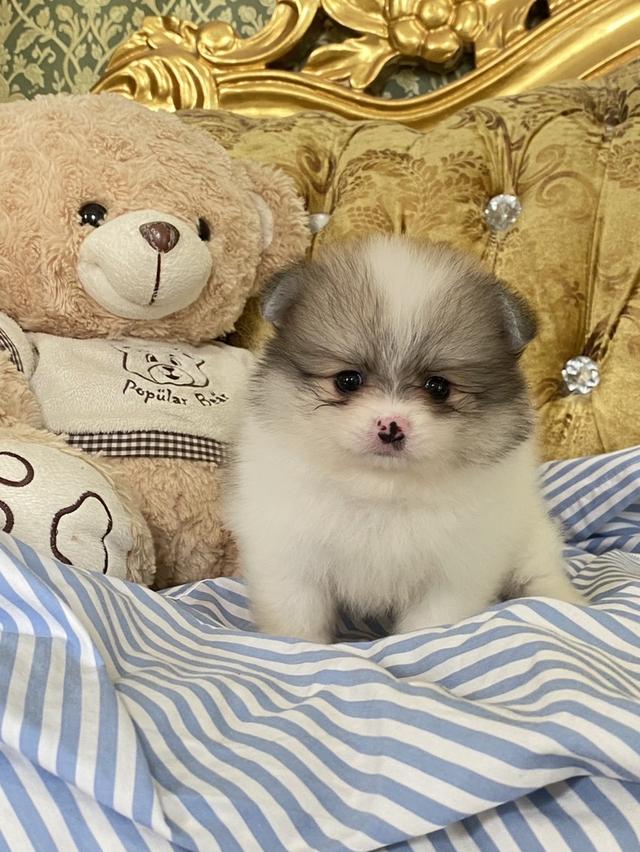 ปอมเมอเรเนียนแท้ พร้อมส่งทุกตัว
