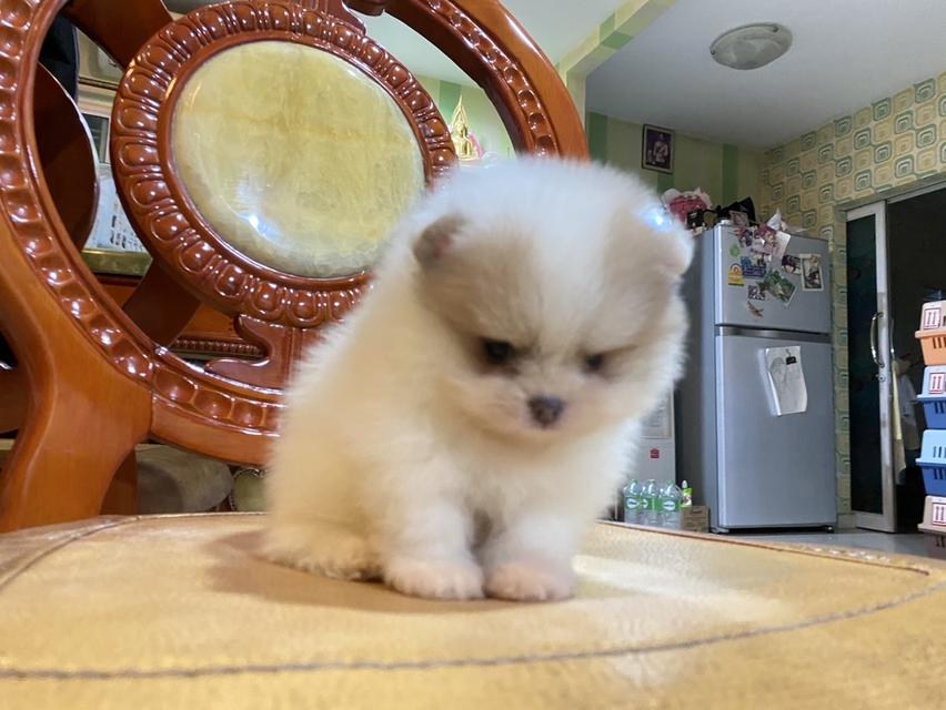 ลูกปอมแท้ น่ารัก พร้อมส่ง มาดูตัวจริงได้