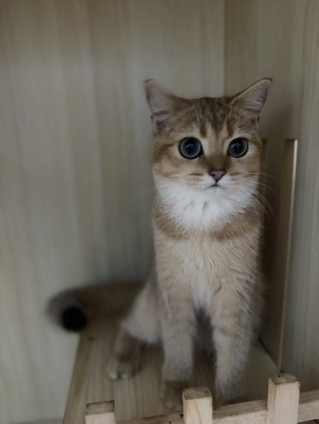 แมวบริติช 3