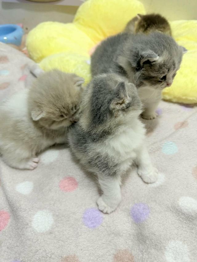 แมวสก๊อติช สาวน้อยน่ารักขี้อ้อน รูปที่ 2