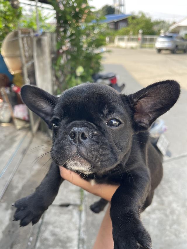 เฟรนซ์บลูด็อก เพศเมีย