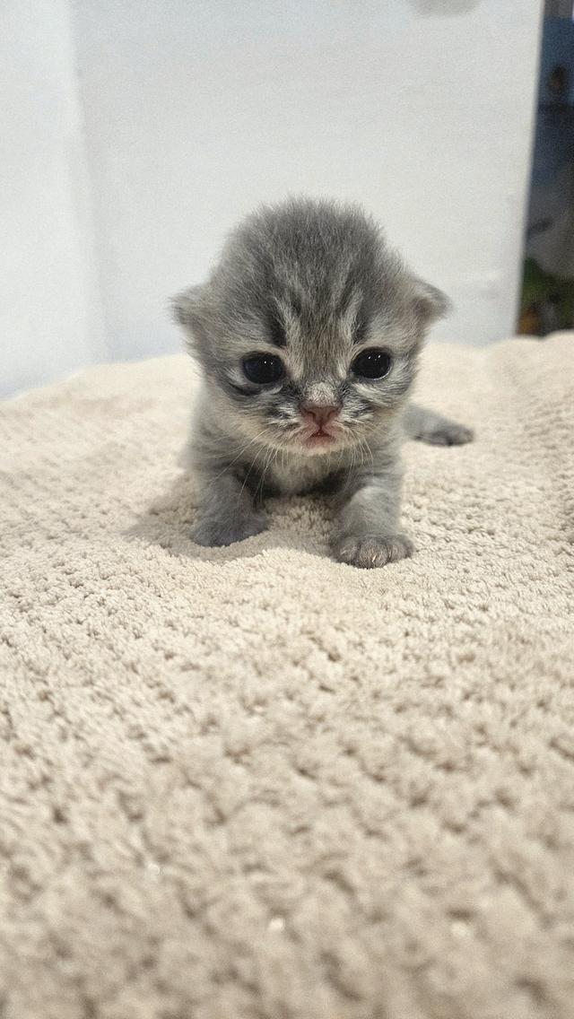 Scottish Fold  สก็อตติชโฟลด์ แท้ ระบบปิดเลี้ยงด้วยรัก รวมวัคซีน ถ่ายพยาธิ หยอดยากันปรสิตและไรหู สมุดวัคซีน 4