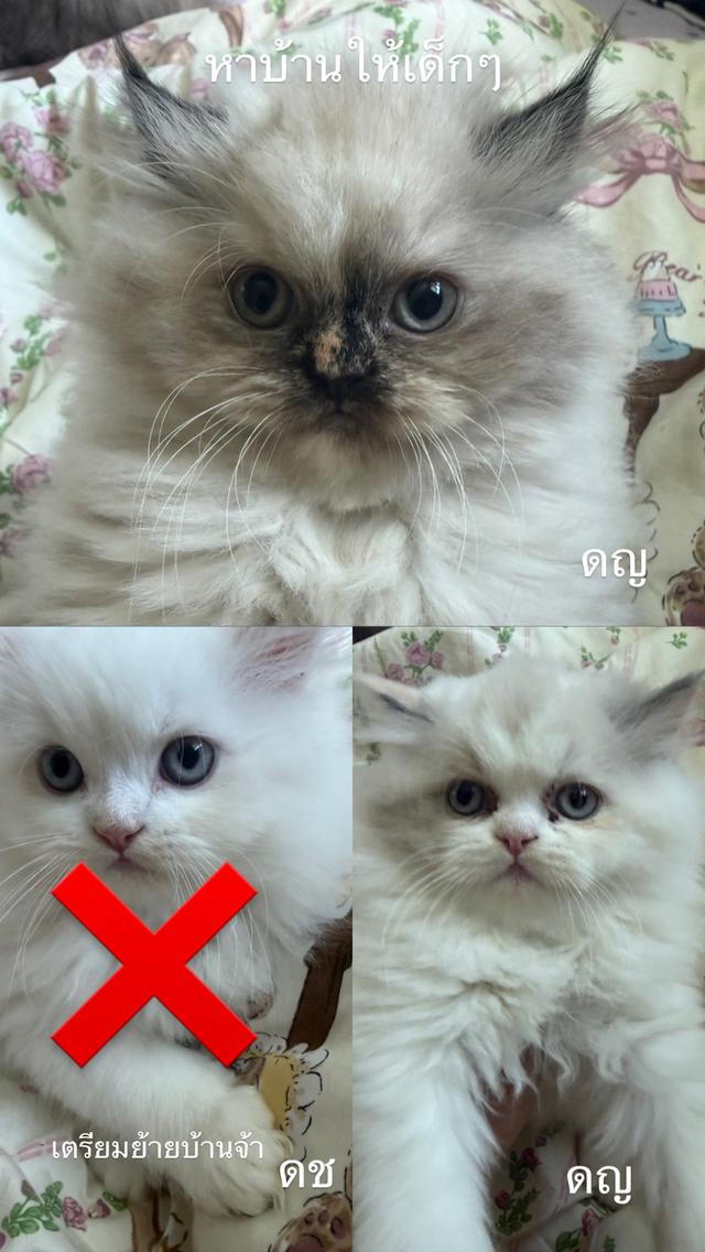 น้องแมวเปอร์เซียแท้2เดือน