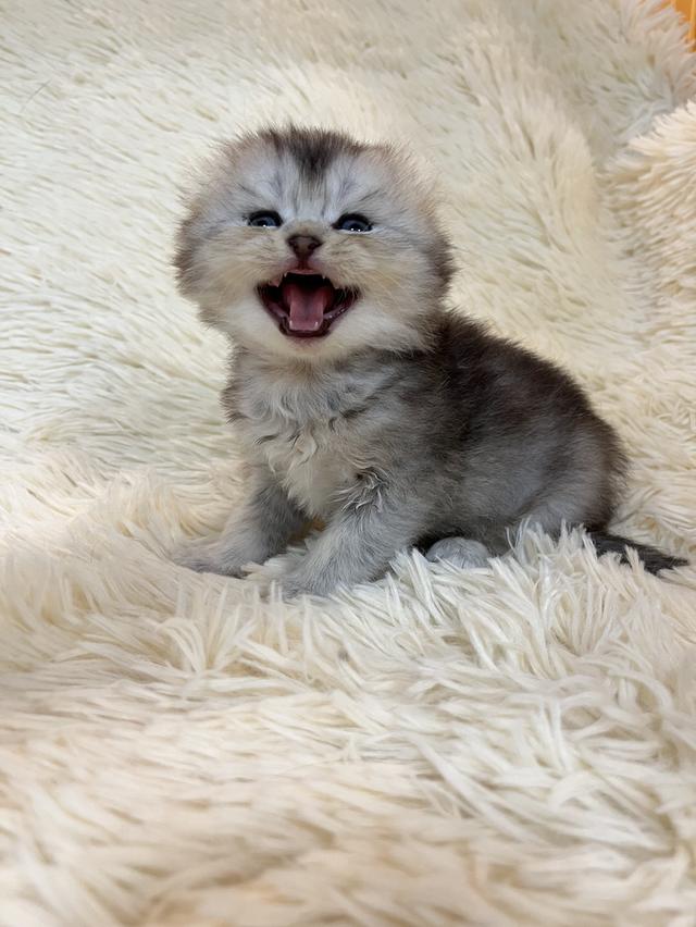 แมวสก๊อตติชแท้ 100 เปอเซ็น รูปที่ 20