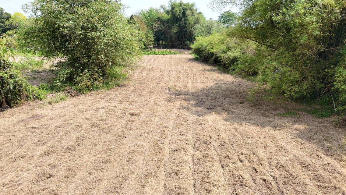 ขายที่ดินเปล่า 4-2-50 ไร่ ทำเลศักยภาพ ติดคลองกระเฉท น้ำไหลตลอดปี ใกล้นิคมอุตสาหกรรม ต.มาบข่า ระยอง 5