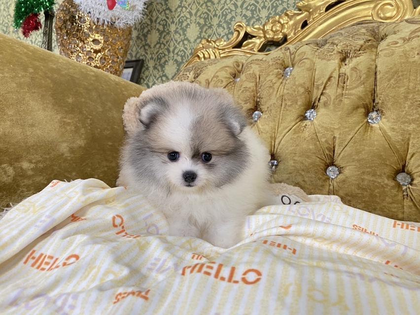 ลูกปอมแท้ อ้วนกลม ขนแน่นฟู หมีๆ พร้อมย้ายบ้าน 4