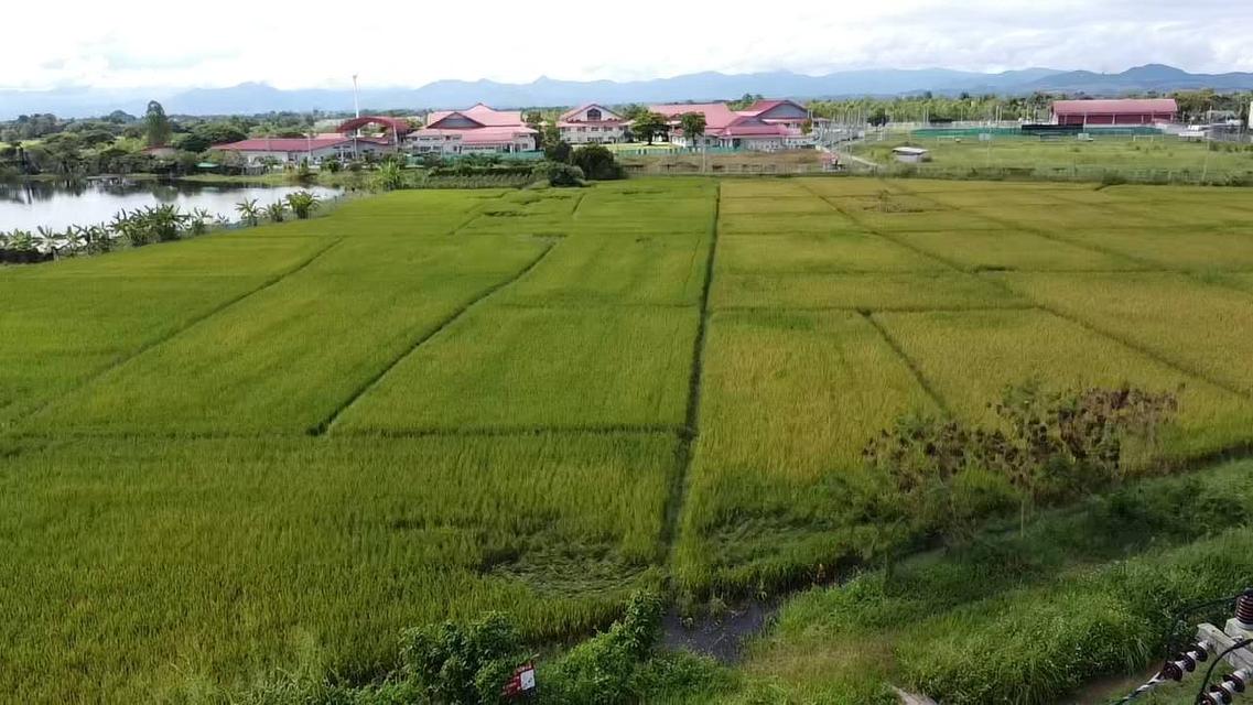 ขายที่ดินทำเลทอง อ.หางดง จ.เชียงใหม่ 6