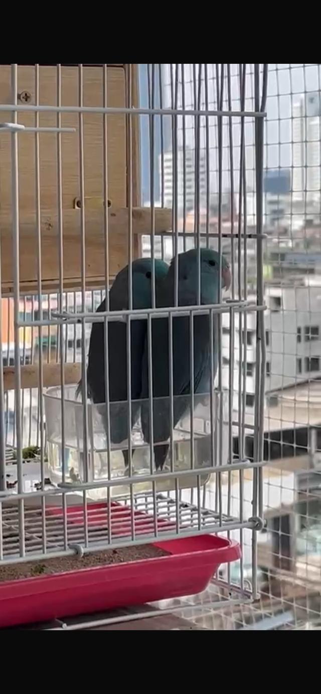 Forpus bird pair