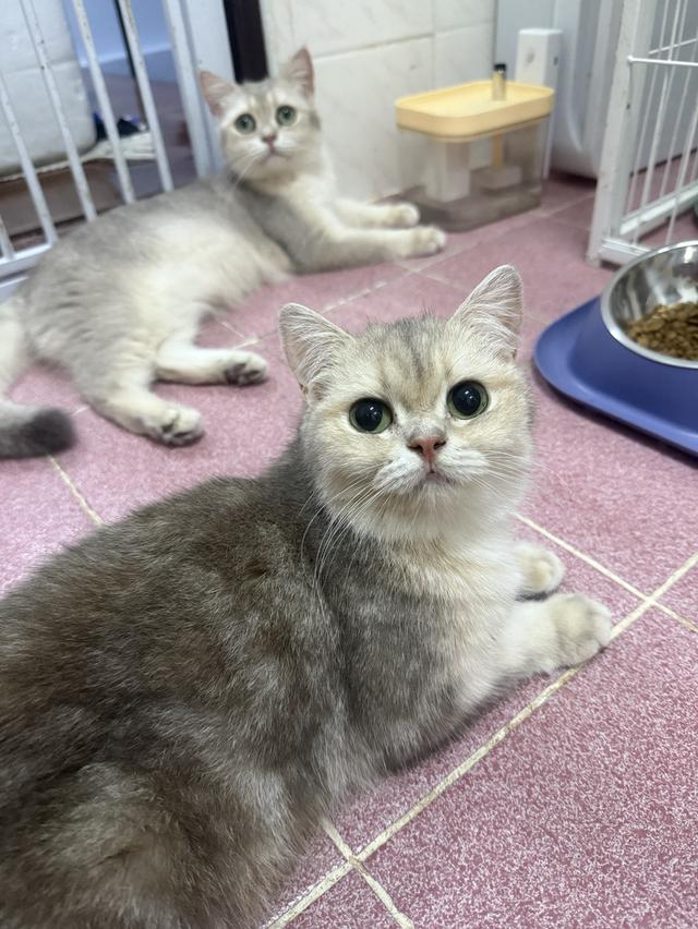 แมวบริติช 6