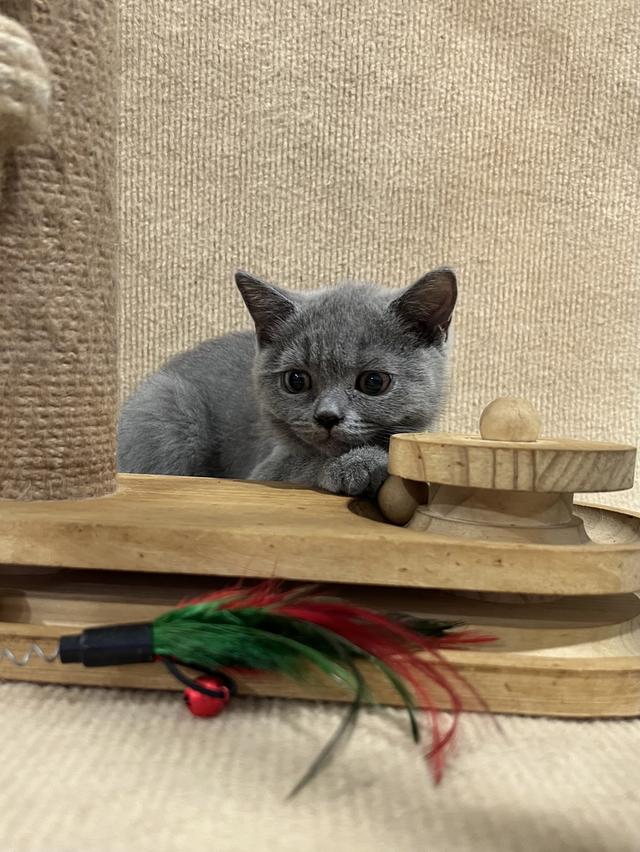 ลูกแมว บริติช ช็อตแฮร์ ใบเพ็ดนอกWCF(British Shorthair) 7