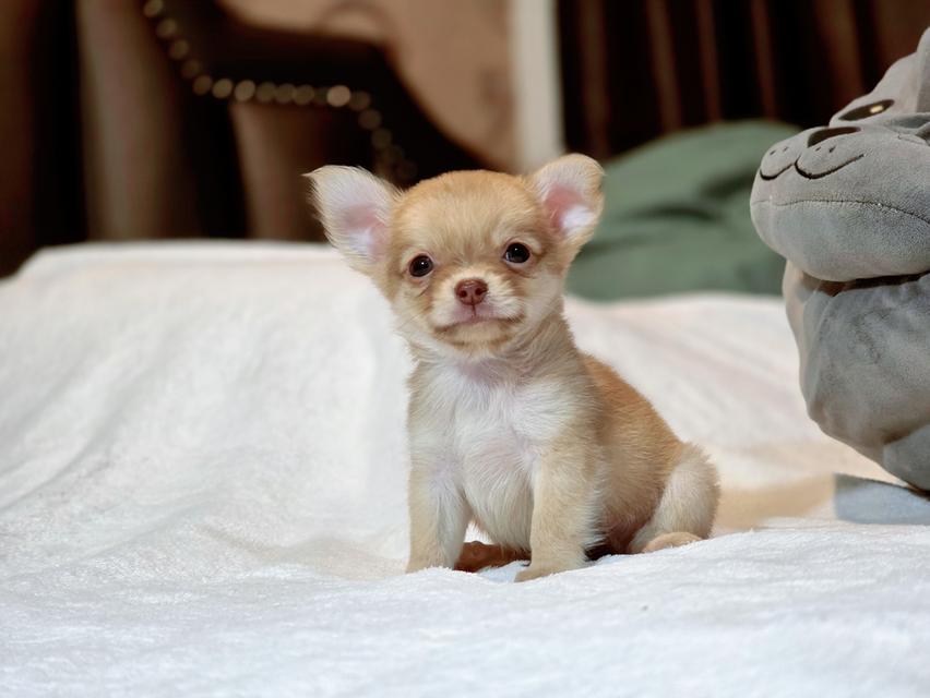 Chihuahuaหนุ่มหล่อไซส์จิ๋วน้องฮิวโก้สุดหล่อ 3