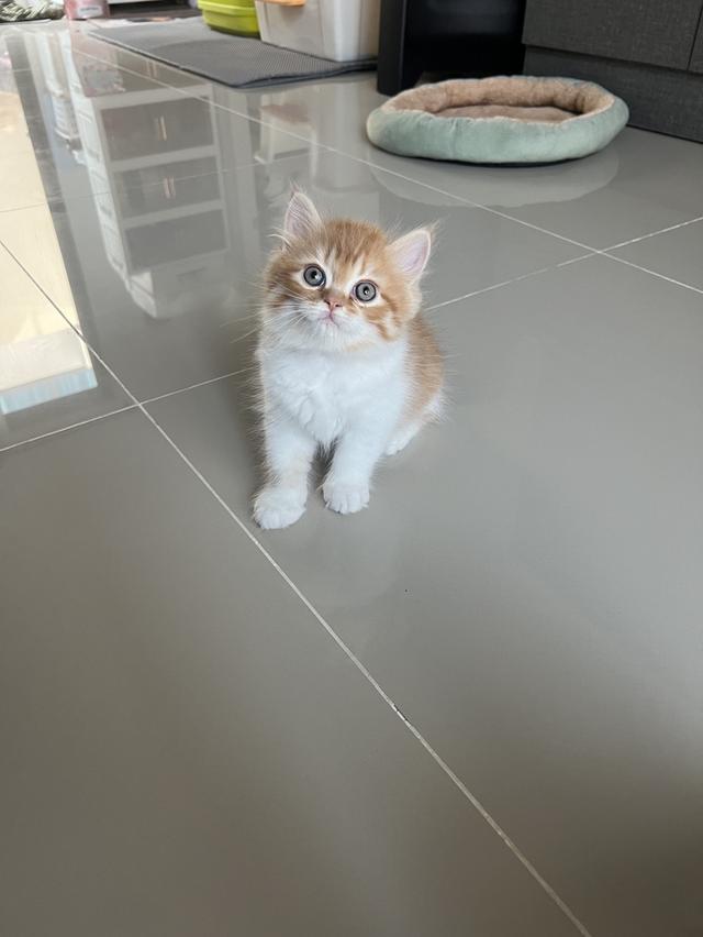 ลูกแมวเปอร์เซียแท้ เลี้ยงระบบปิด 2