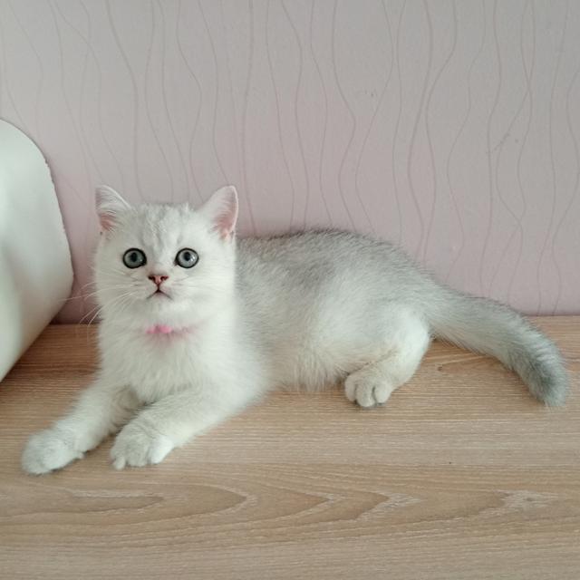😺ลูกแมวสก็อตติชโฟล์ดแท้🐈🐈🐈