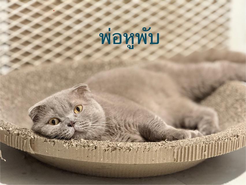 สก๊อตติช ชาย 4 เดือน ฟอร์มดี
