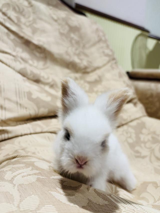 Teddy Bear Rabbit