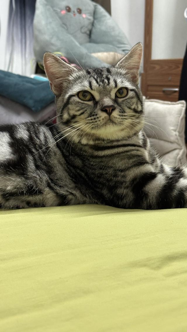 แมวอเมริกัน ช็อตแฮร์ พันธุ์แท้ 💯 9