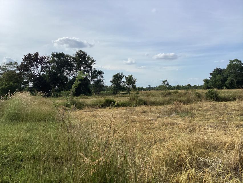 ที่ดิน11ไร่/ติดถนนเลี่ยงเมืองนครพนม/ไร่ละ3.5ล้านบาท 6