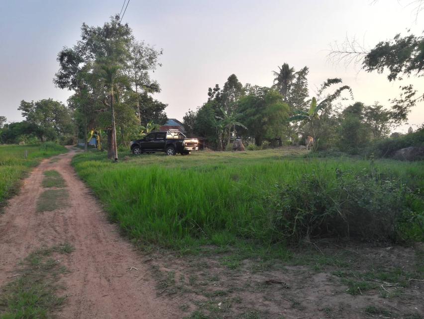ขายที่ดินทำนา-ทำสวนการเกษตร 4 ไร่ 80 ตารางวา พื้นที่บ้านโคกกลาง ต.หลุบ อ.เมืองฯ จ.กาฬสินธุ์ 3