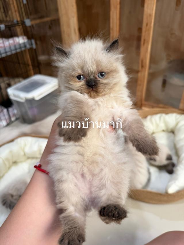 เปอร์เซียหิมาลายัน  6
