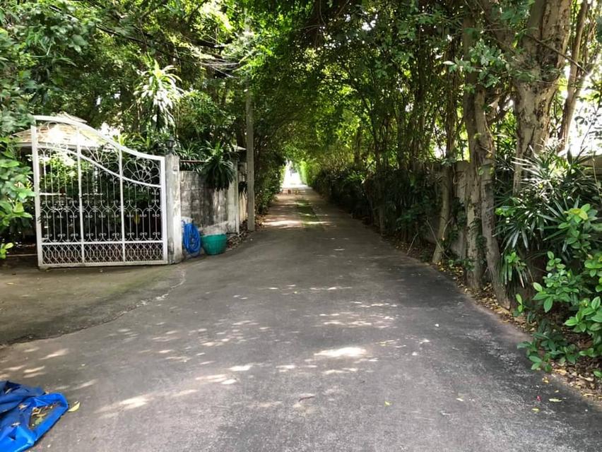 ขายบ้านเดี่ยววชิรธรรมสาธิต ปุณณวิถี สุขุมวิท101/1 ที่ดิน 1ไร่ 2งาน แปลงสวยมาก ใกล้ BTSปุณณวิถี อุดมสุข ใกล้ทางด่วนบางนา สุขุมวิท62 ออกศรีนครินทร์ 3