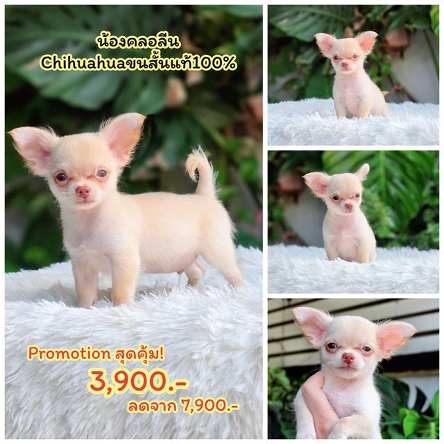 Sale ชิวาวาตัวน้อย 4