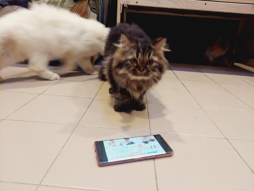 Cat for sell