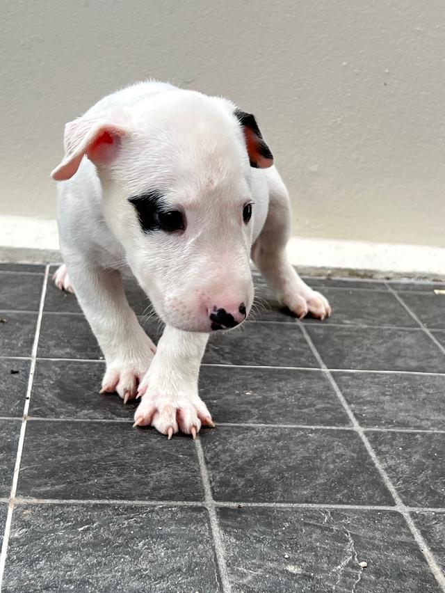 Bullterrier std  6