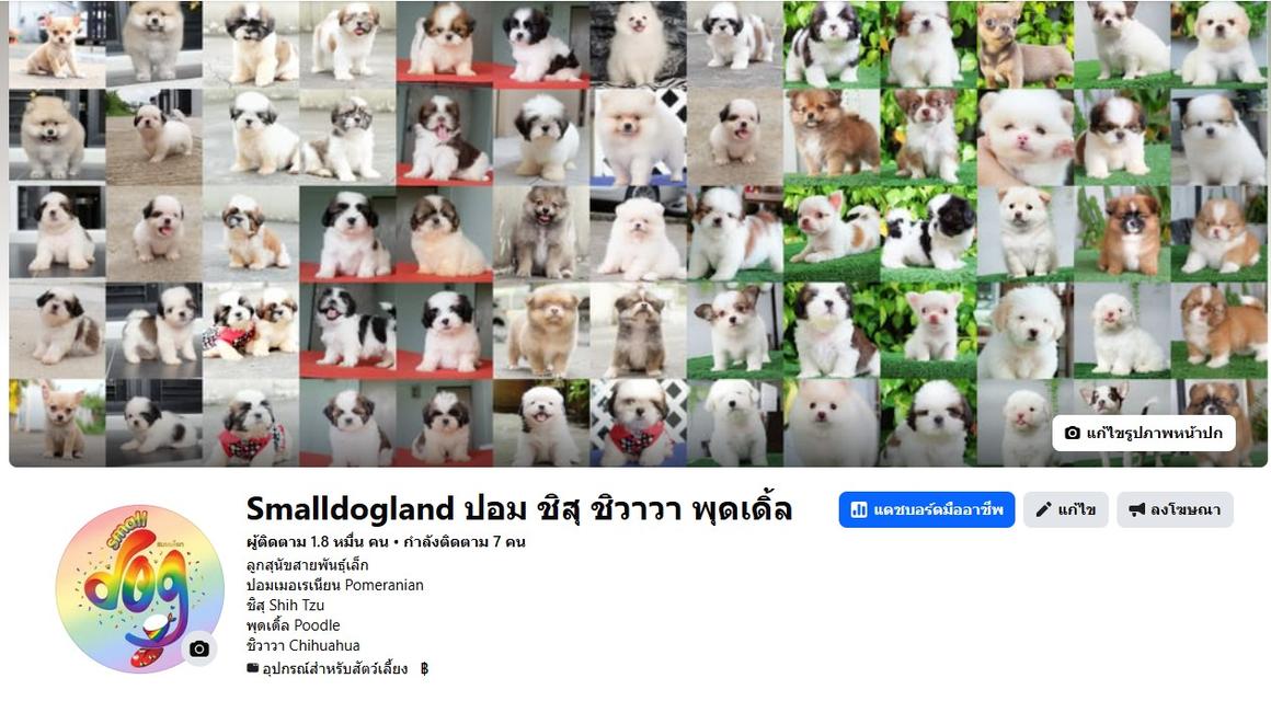 ชิวาวาขนสั้นพันธุ์แท้ไซส์จิ๋วเพศผู้อายุ2เดือน รูปที่ 7