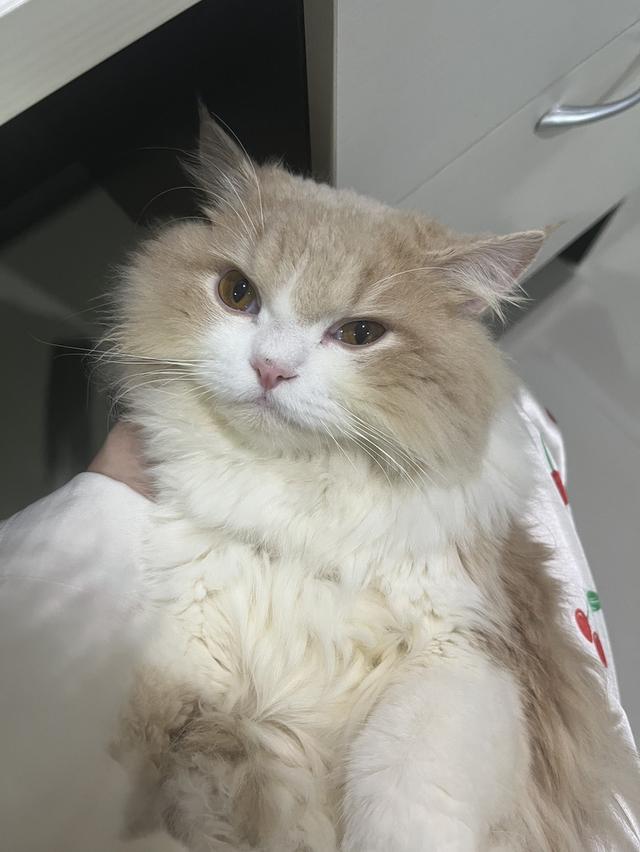 แมวบริติช ลองแฮร์ สุขภาพดี ร่าเริง น่ารัก ฝึกขับถ่ายในกระบะทรายแล้ว