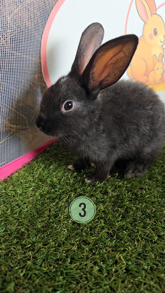 กระต่าย