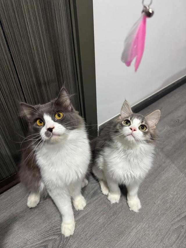 เมนคูนเปอร์เซีย 2