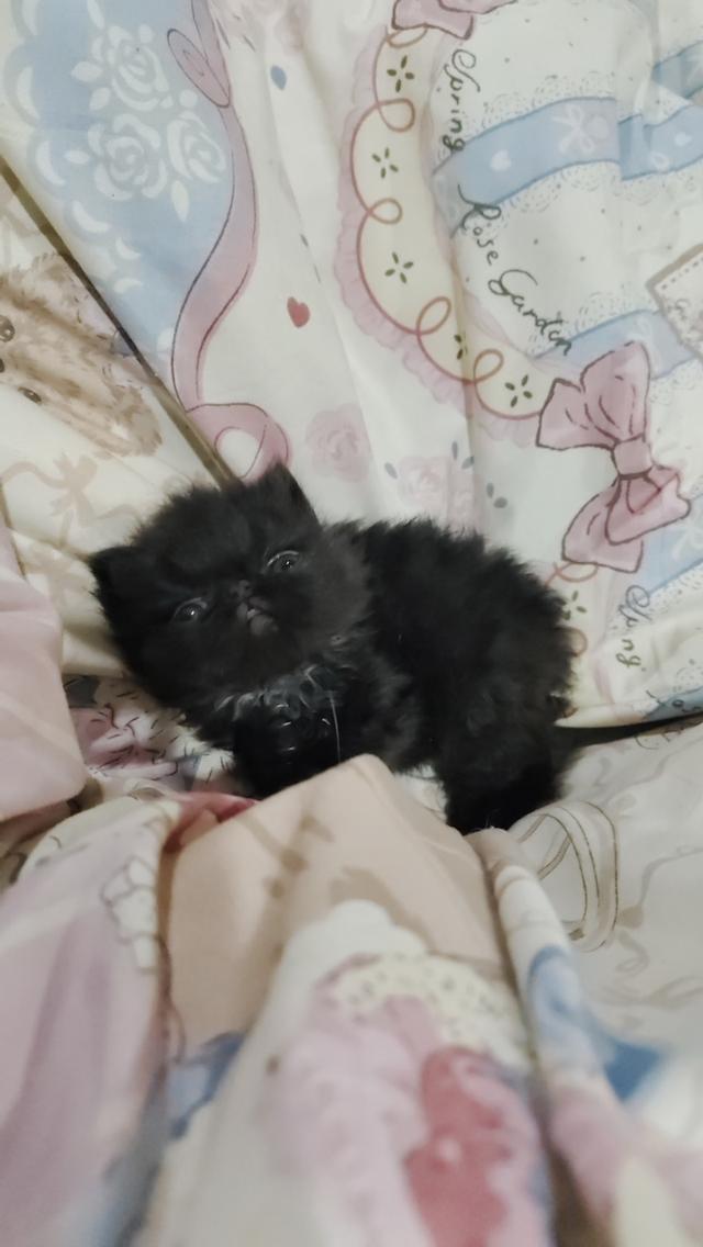 แมวเอ็กโซติกขนยาวแท้