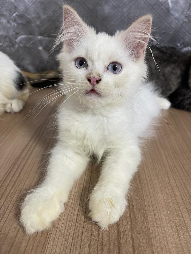 คนขายเลี้ยงเองครับ น้องแมวพันธุ์ อเมริกันเคิร์ลผสมหิมาลายัน เพศชาย ตาสีฟ้า