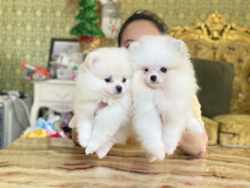 ลูกปอมแท้ อายุ2เดือน พร้อมย้ายบ้าน