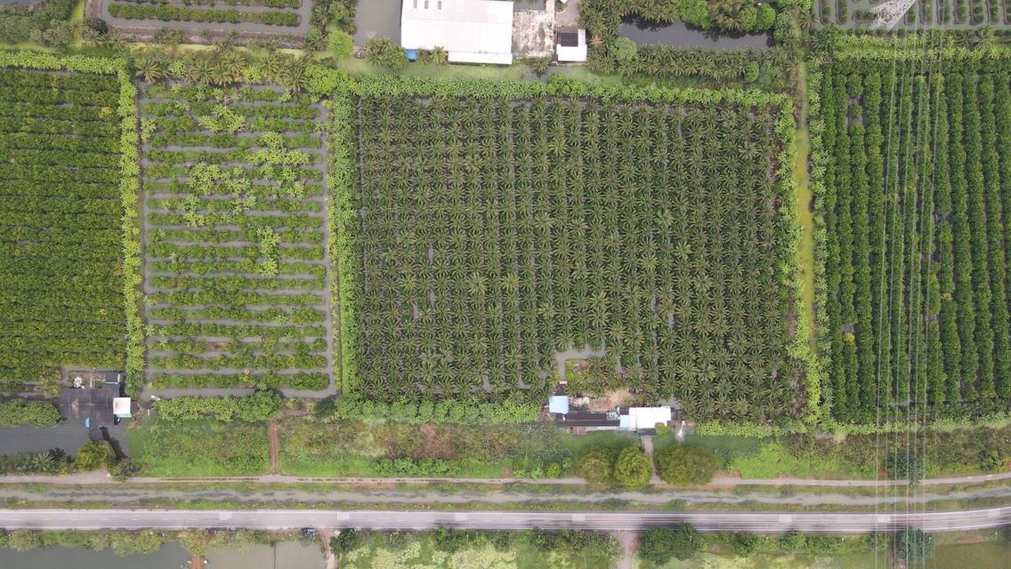 ขายที่ดินสวยเป็นที่สวน ติดหลังวัดหลวงพ่อสด ด้านหน้าติดถนนคลองชลประทาน ยาวประมาณ 600 เมตร ตำบลแพงพวย อำเภอดำเนินสะดวก จังหวัดราชบุรี ทั้งหมด 56 ไร่เศษ 19