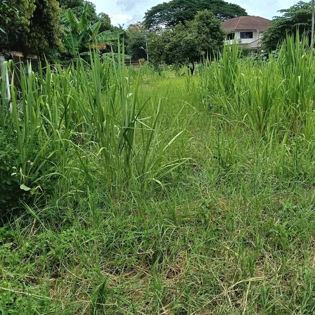 ขายที่ดินใกล้เมืองเชียงใหม่ 4