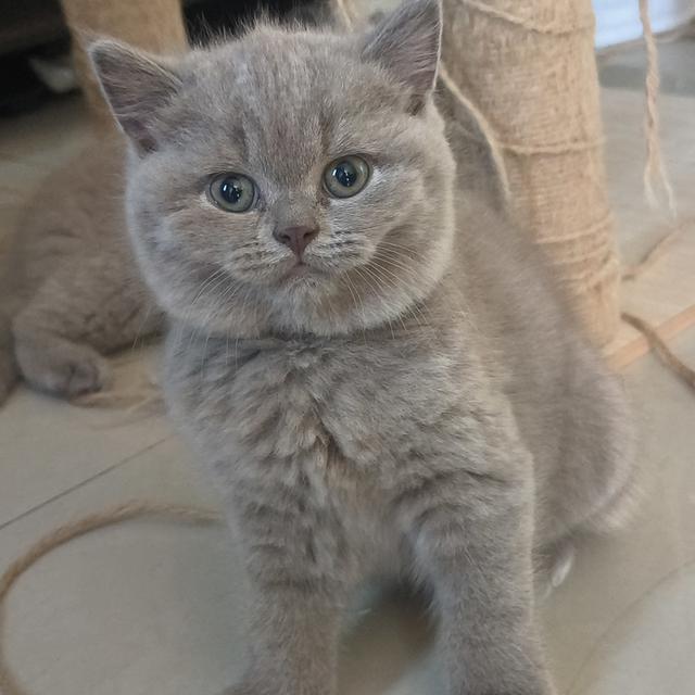 น้องแมวเพศเมีย พันธ์ บริติชชอทแฮร์