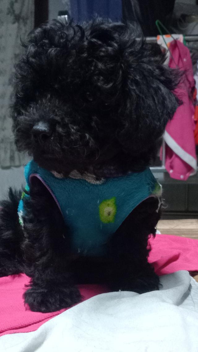 ขายลูกสุนัขพันธุ์พุดเดิ่ล รูปที่ 2