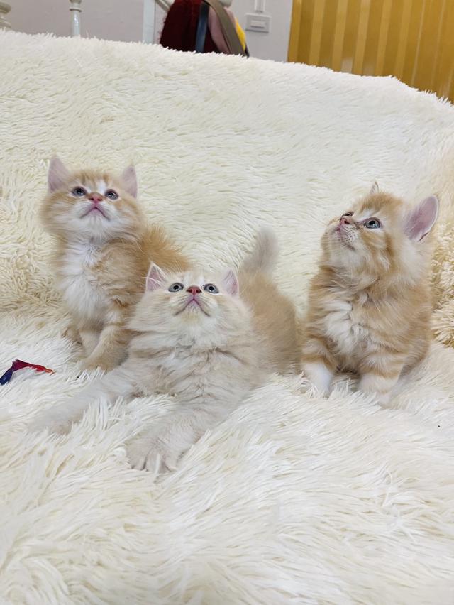 แมว เปอเซียสีส้ม ครีม🔥🔥🔥 รูปที่ 4